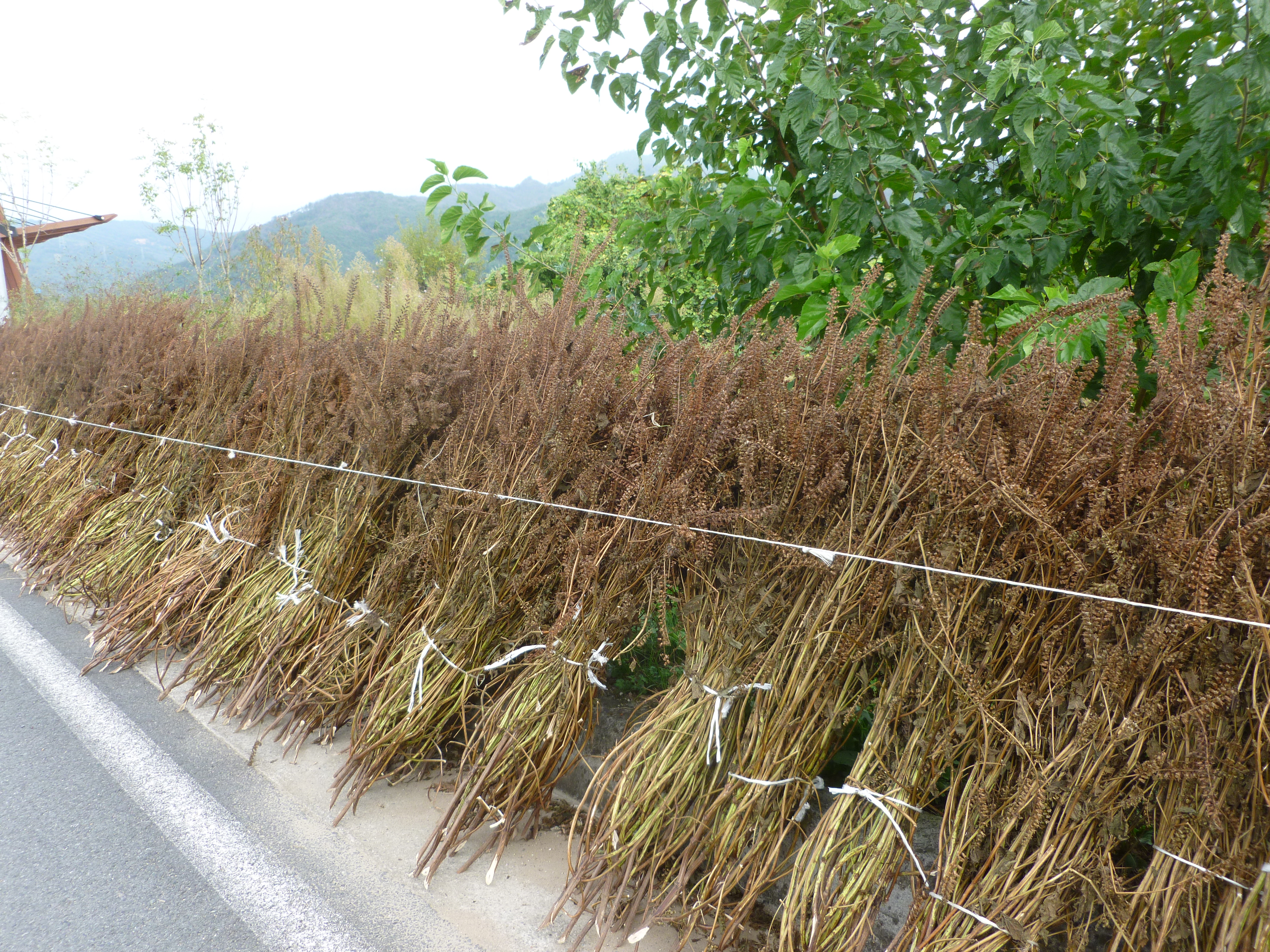 P1030830.jpg